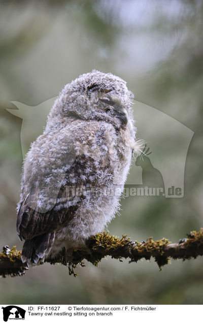Tawny owl nestling sitting on branch / FF-11627
