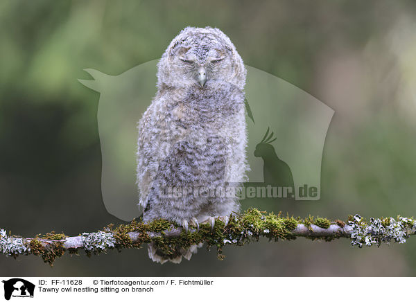 Tawny owl nestling sitting on branch / FF-11628