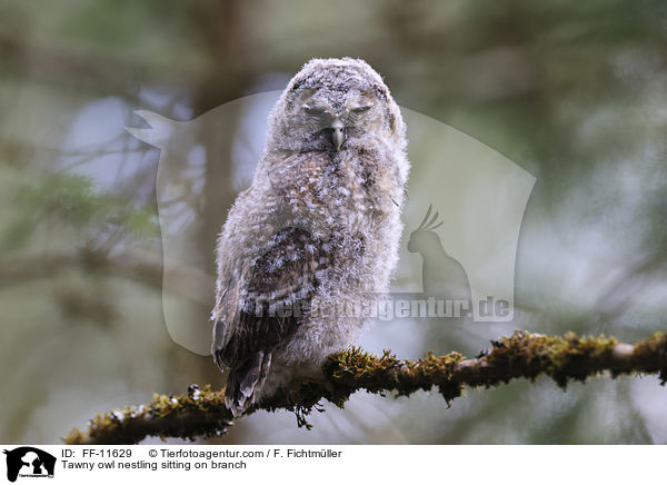 Tawny owl nestling sitting on branch / FF-11629