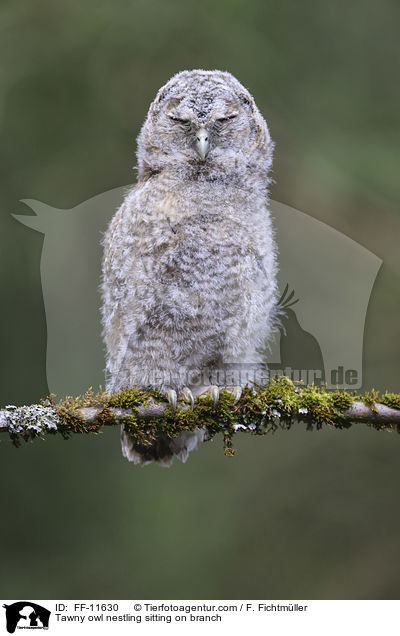 Tawny owl nestling sitting on branch / FF-11630