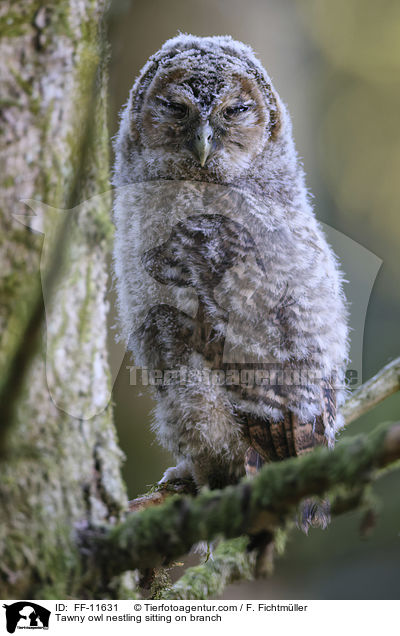 Tawny owl nestling sitting on branch / FF-11631