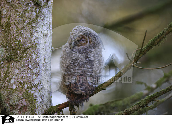 Tawny owl nestling sitting on branch / FF-11633