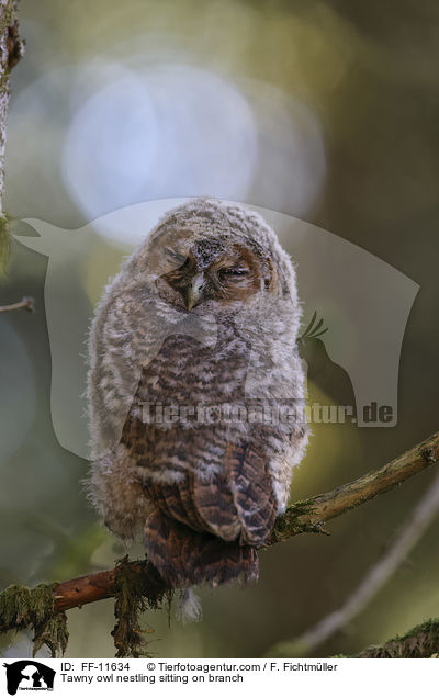 Tawny owl nestling sitting on branch / FF-11634