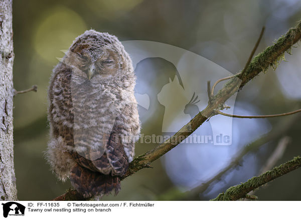 Tawny owl nestling sitting on branch / FF-11635
