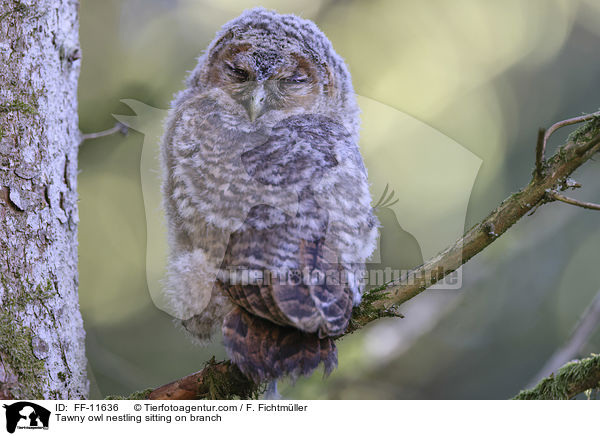 Tawny owl nestling sitting on branch / FF-11636