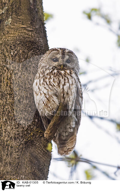 tawny owl / KAB-01305