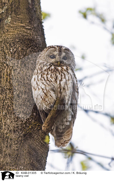 Waldkauz / tawny owl / KAB-01305