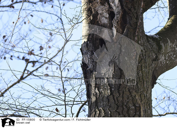 Waldkauz / brown owl / FF-15800