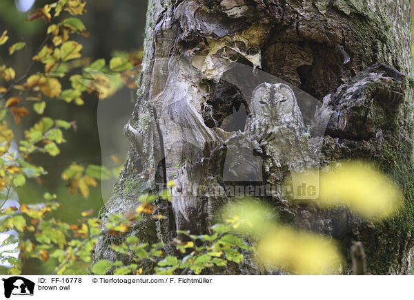 brown owl / FF-16778