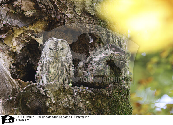 brown owl / FF-16817