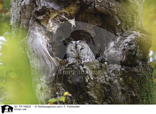 Waldkauz / brown owl / FF-16825