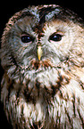 brown owl