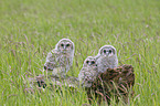 brown owls