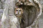 brown owl