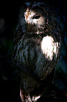 brown owl