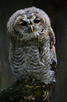 young brown owl