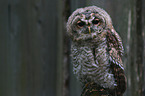 young brown owl