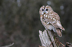 brown owl