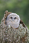 brown owl