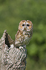 brown owl