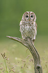 brown owl