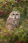 brown owl