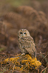 brown owl