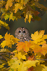 brown owl