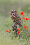 brown owl