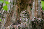 brown owl