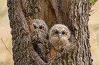 brown owls