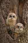 brown owls