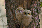 brown owls