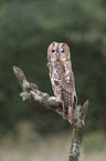 brown owl