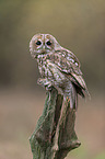 brown owl