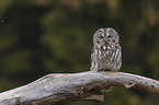 sitting brown owl