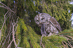 brown owl with mouse
