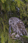 brown owl with mouse
