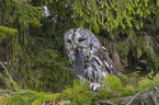 brown owl with mouse