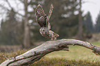 flying brown owl