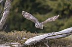 flying brown owl
