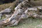 flying brown owl