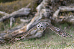 flying brown owl