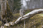 sitting brown owl