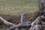 sitting brown owl