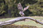 flying brown owl