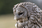brown owl portrait