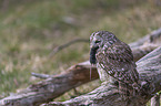 brown owl with mouse