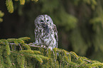 brown owl with mouse