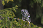 brown owl with mouse